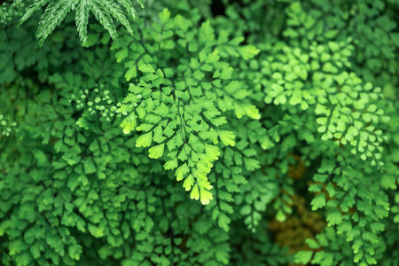 floral partially blurred background with tropical ferns in natural habitatの写真素材