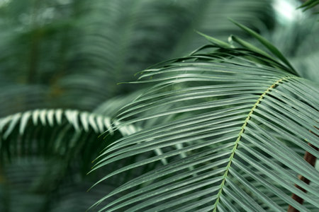 partially blurred natural background with cycas leaves in the foregroundの写真素材