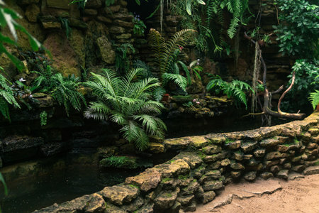 pond for moisture-loving plants in a tropical greenhouseの写真素材