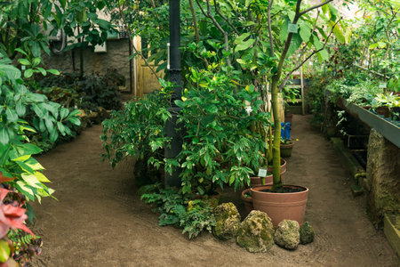 interior of a large greenhouse with a collection of tropical plantsの写真素材