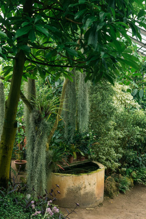 interior of a large greenhouse with a collection of tropical plantsの写真素材
