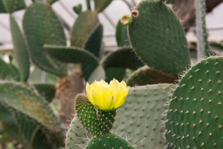 opuntia or prickly pear cactus leaves with yellow flowerの写真素材