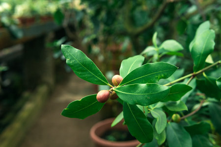 ficus branch with fruits in the interior of a greenhouseの写真素材