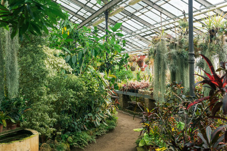 interior of a large greenhouse with a collection of tropical plantsの写真素材