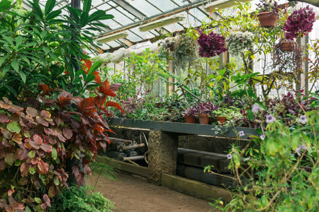 interior of a large greenhouse with a collection of tropical plantsの写真素材