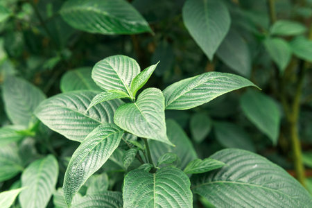 floral background with delicate green natural plant leaves in the foregroundの写真素材