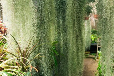 thickets of spanish moss (tillandsia usneoides) in a greenhouse among tropical plantsの写真素材