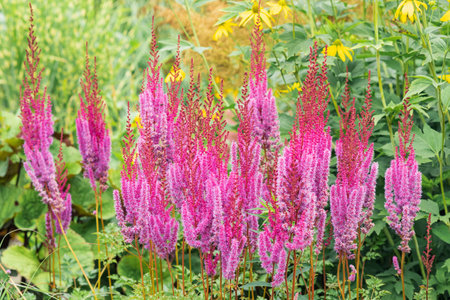 purple red astilbe flowers outdoor on a blurred natural backgroundの写真素材
