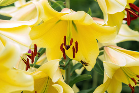 gorgeous yellow lily flower close-up on a green natural backgroundの写真素材