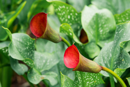 beautiful red calla flower close-up on a green natural backgroundの写真素材