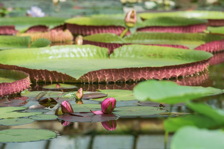 floating leaves and flower buds of a giant water lily Victoria amazonicaの写真素材