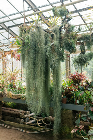 epiphytic spanish moss (tillandsia usneoides) in hanging flowerpot and other bromeliads in large greenhouseの写真素材