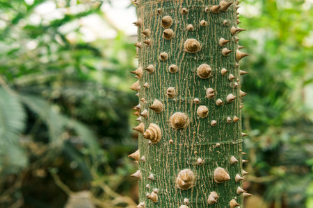 trunk of silk floss tree Ceiba speciosa covered with thorns, on a natural blurred backgroundの写真素材