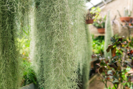 thickets of spanish moss (tillandsia usneoides) in a greenhouse among tropical plantsの写真素材
