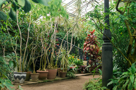 collection of tropical plants in the interior of a vintage greenhouseの写真素材