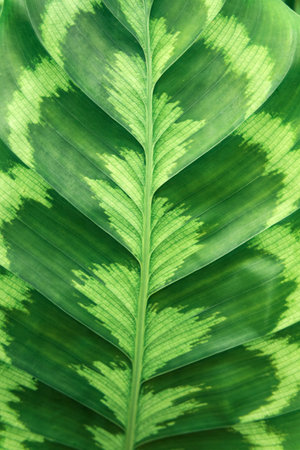 patterned leaf of tropical calathea plant, green natural backgroundの写真素材