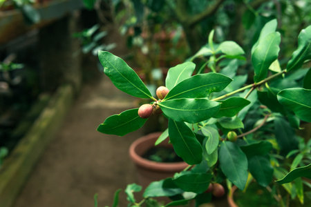 ficus branch with fruits in the interior of a greenhouseの写真素材