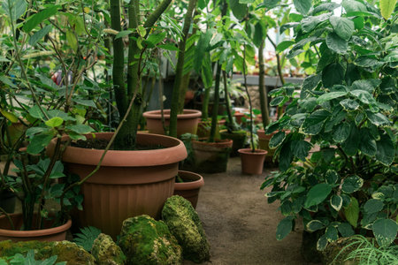 tropical plants in pots in a large vintage greenhouseの写真素材