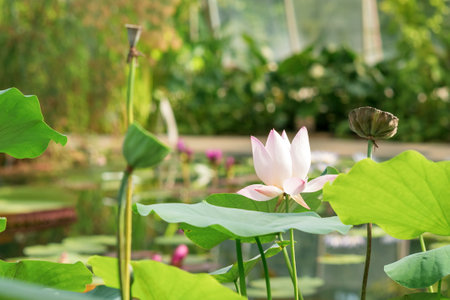 pale pink flower and fruits of lotus in a pond in sunlightの写真素材