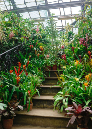 blooming bromeliads in pots on the steps of a vintage staircase among tropical plants in an old greenhouseの写真素材