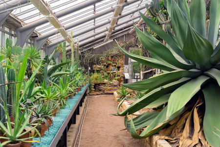 Saint Petersburg, Russia - August 02, 2023: interior of a greenhouse of a botanical garden with a huge agave and tree-like cactiのeditorial素材
