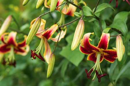 red lily flower on a green natural backgroundの写真素材