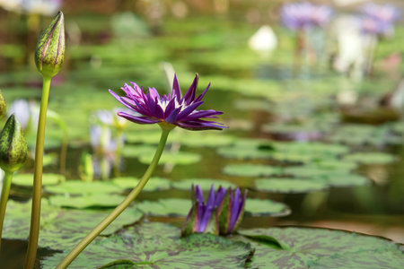 purple flowers of a tropical water lily in natural habitatの写真素材