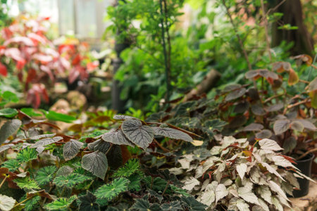 partially blurred natural background with leaves of begonias growing in the undergrowthの写真素材