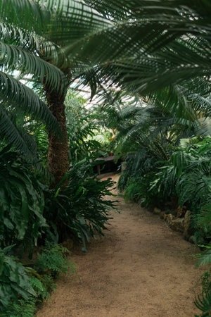 interior of a large greenhouse with a collection of fernsの写真素材