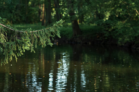 blurred natural landscape with fir branch over shady forest lakeの写真素材