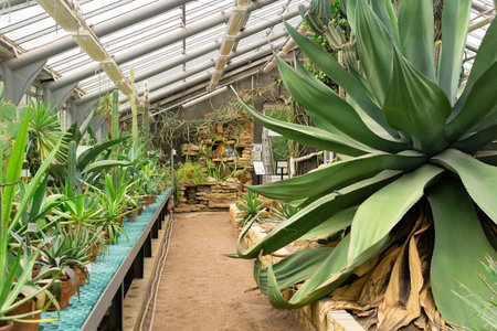 Saint Petersburg, Russia - August 02, 2023: interior of a greenhouse of a botanical garden with a huge agave and tree-like cactiのeditorial素材