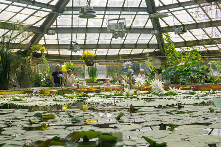 Saint Petersburg, Russia - August 01, 2023: flowering of aquatic plants in a large greenhouse at the Botanical Gardenのeditorial素材