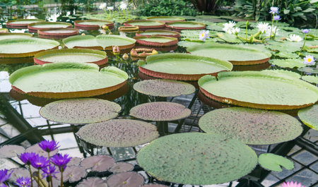 floating leaves of a giant water lily Victoria amazonicaの写真素材