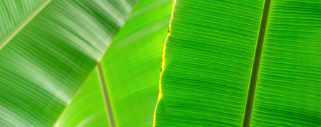 natural green floral background - texture of wide leaves of tropical plantの写真素材