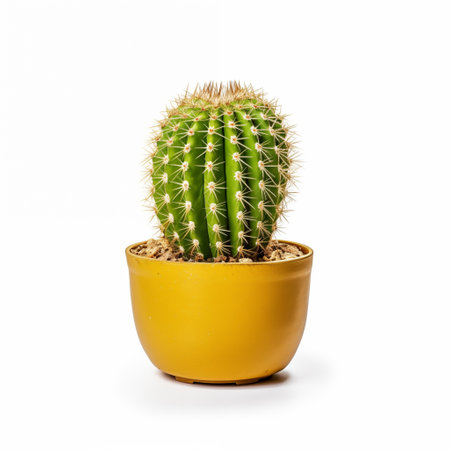 single cactus in a yellow pot on a white backgroundの素材