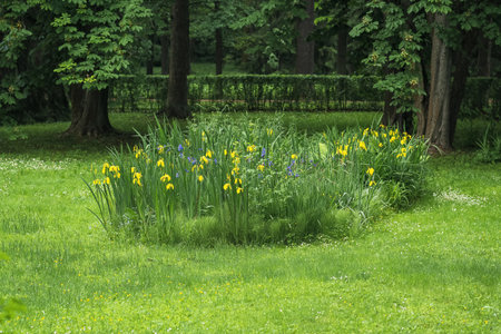 yellow irises on the lawn of a landscape parkの写真素材