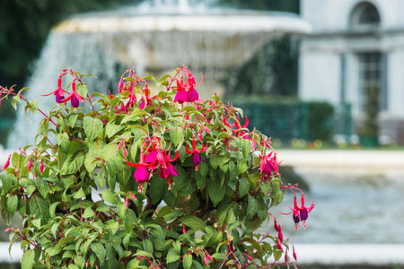 Fuchsia flowers in the park with fountain in the background.