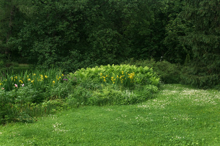 lawn of a landscape park with yellow irises and fernsの写真素材