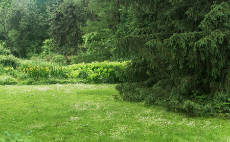lawn of a landscape park with yellow irises and fernsの写真素材