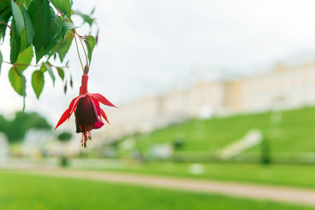 Red fuchsia flowers on the background of green grass in the gardenの写真素材