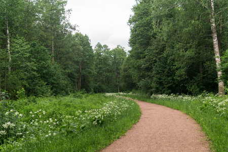 Path in the summer forest. Landscape with green trees and grass.の写真素材