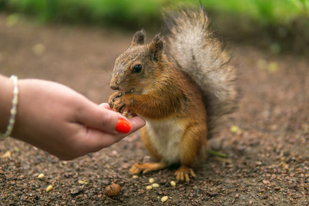 wild squirrel in the park eats from a woman's palmの写真素材