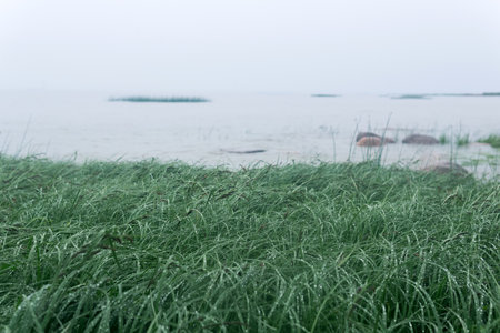 sea grass on the shore of a gulf in the fog in rainy weatherの写真素材