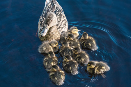 Mallard duck with duclkings swimming in the lake, blue water background.の写真素材