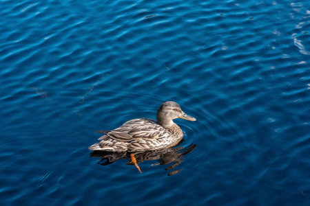 Mallard duck swimming in the lake, blue water background.の写真素材