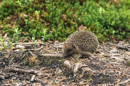 wild hedgehog in natural habitatの写真素材