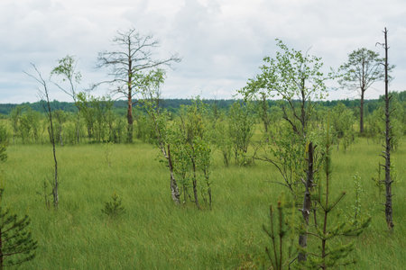 peat fen landscape with small treesの写真素材