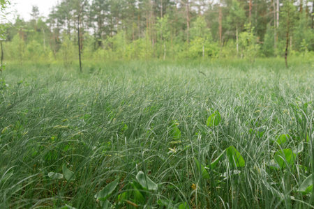 grass cover in a fen close-upの写真素材