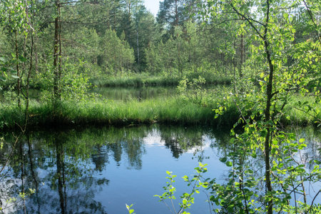 calm forest swampy lake in sunny weatherの写真素材
