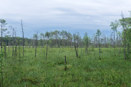 grassy fen landscape with pine forest at distanceの写真素材